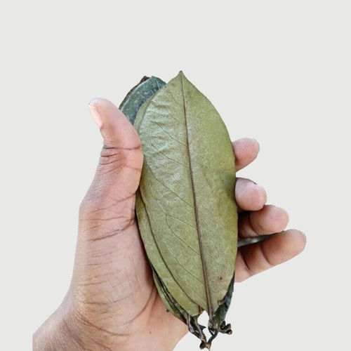 Feuilles corossol anode - corossol, d'anode