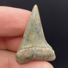 Colorful Mako Shark Tooth