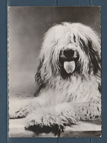 Cpsm vers 1960 nature - vers, faune
