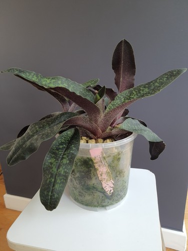 Paphiopoedilum malipoense