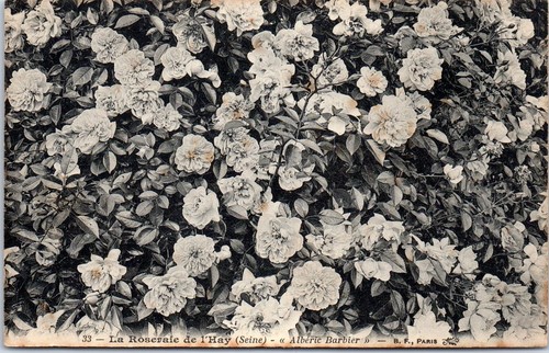 Hay les roses carte - 94,