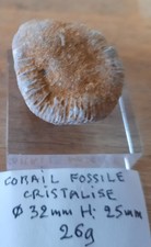 Collections fossiles CORAIL CRISTALISE