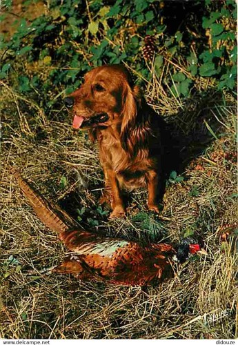 Carte postale animaux - postale,
