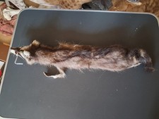 Peau de raton laveur ; Procyon