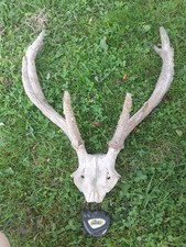 MASSACRE BOIS DE CERF