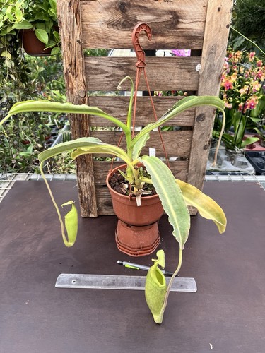 Nepenthes maxima wavy leave - nepenthes,