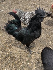 6 Ayam Cemani/ 6 Zombie