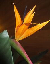 ♫ 'OISEAUX du PARADIS' -