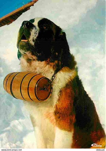 Carte postale animaux - -,