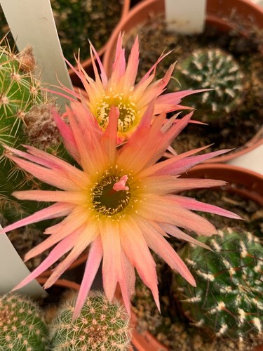 Chamaelobivia aurora - chamaelobivia, 'aurora'