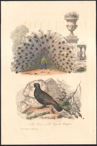 1853 gravure aquarellée - 1853,