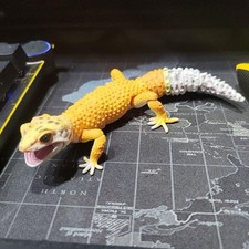 Leopard Gecko Figure - "Ikimono Daizukan Advance" Gachapon Toy