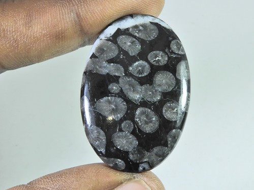 55cts cabochon ovale corail - 55cts.,