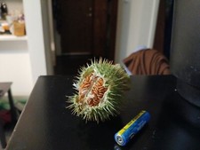 Moon Flower/Angels Trumpet AKA Sacred Datura Naturally Split Seed Pod.  #IDAHO.