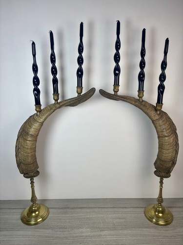 Taxidermie paire corne bouc - paire, de