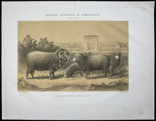 1873 bélier mouton et - 1873,