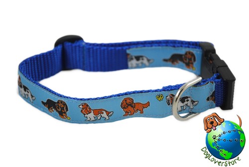 Cavalier king charles - cavalier,
