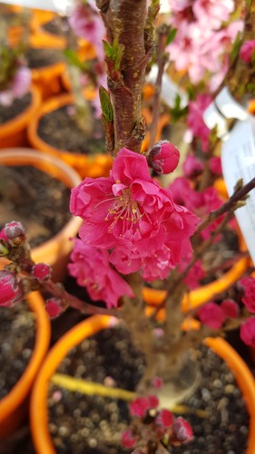 Prunus persica var nucipersica