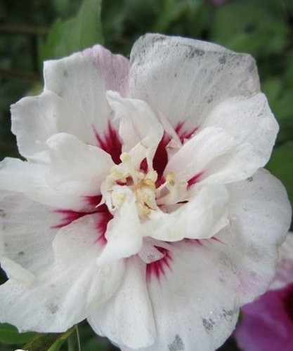 Hibiscus spéciosus - hibiscus, 'spéciosus'