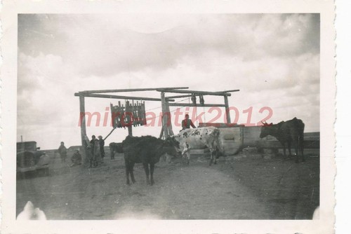 Photo ww2 vue - de, bovins