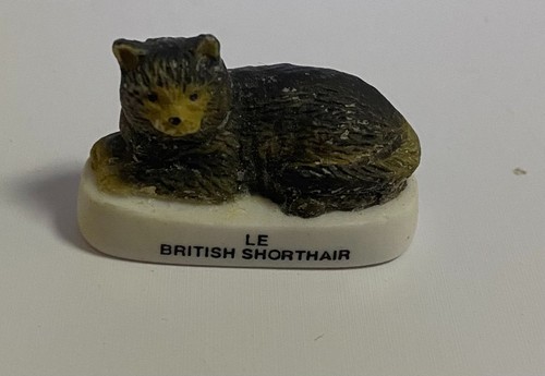 Feve chat british - chat, shorthair