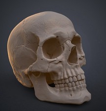 Crâne Humain Anatomiquement