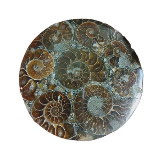 Ammonites fossiles madagascar - ammonites,