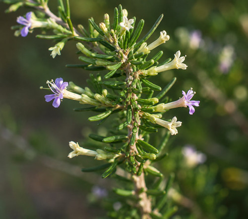 Lycium ruthenicum 200 - ruthenicum,,