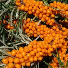Hippophae rhamnoides