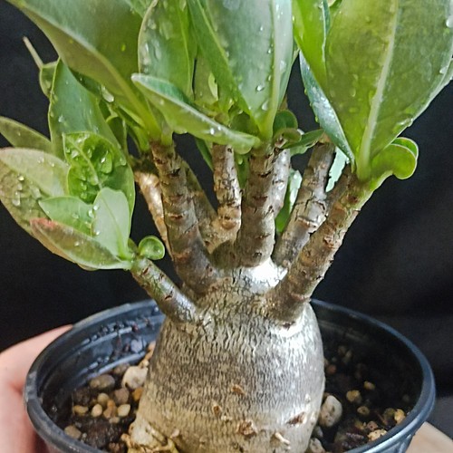 Adenium arabicum onyx - adenium, 'onyx
