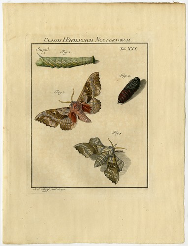 Antique print larentia - antique, print-larentia