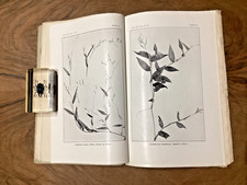 Herbier national des États-Unis. RARE North American Grasses. Smithsonian 1920