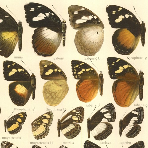 Adalbert seitz papillons - seitz,