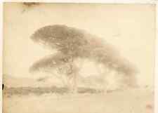 France, pins umbrella à la Bocca vintage albumen print albumen print 17x