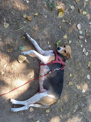 Donne chien femelle cause - chien,