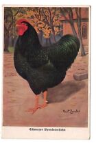 Animals -  Poultry breed chicken - Rooster Black Wyandotte hahn coq