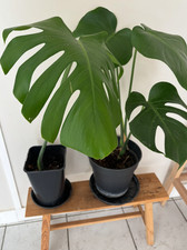 Bouture Monstera Deliciosa