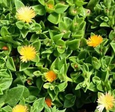 APTENIA CORDIFOLIA  racinée