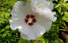 HIBISCUS "Syriacus Red Heart" plant de 35cm, rusticité -15°!