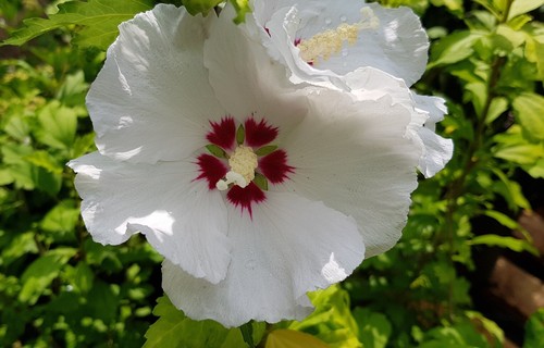 Hibiscus syriacus red heart - red, heart"
