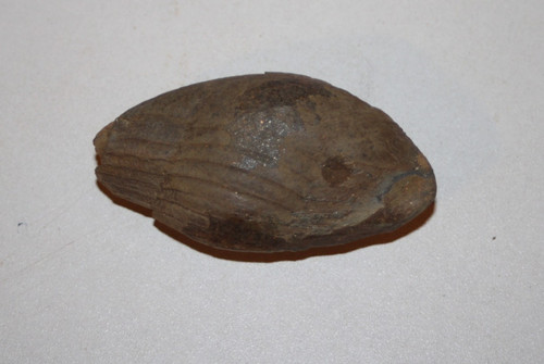 Fossile trilobite bretagne - trilobite,