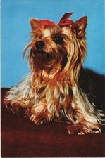 CPA AK Yorkshire DOG (1178182)