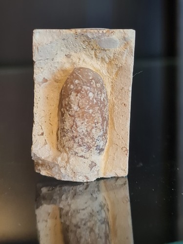 Fossile oeuf serpent - fossile, de