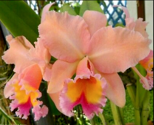 Blc george king - george, 'serendipity'