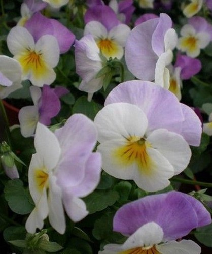 Violette cornue doux - violette, 'doux