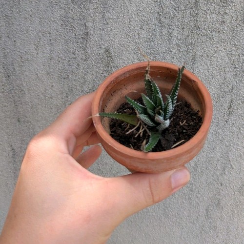 Cactus plante grasse - et, verte