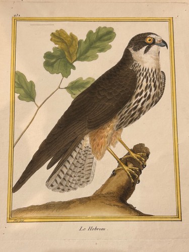 Oiseaux rapace hobreau - rapace,
