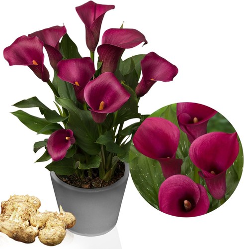 Bulbes lys calla - bulbes, de