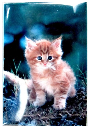 Magnet rectangulaire chaton - magnet,