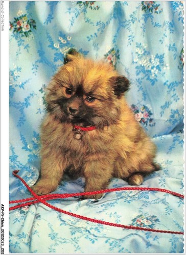 Akvp9 0746 chien - akvp9-0746-chien, chow